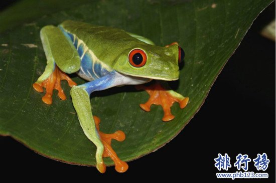 世界十大宠物蛙排行榜,红眼树蛙的颜值最高（宠物蛙的品种）