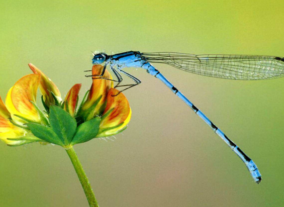 世界上眼睛最多的昆虫，蜻蜓（具有28万个眼晶体）（蜻蜓是世界上眼睛最多的昆虫,它有几个单眼）